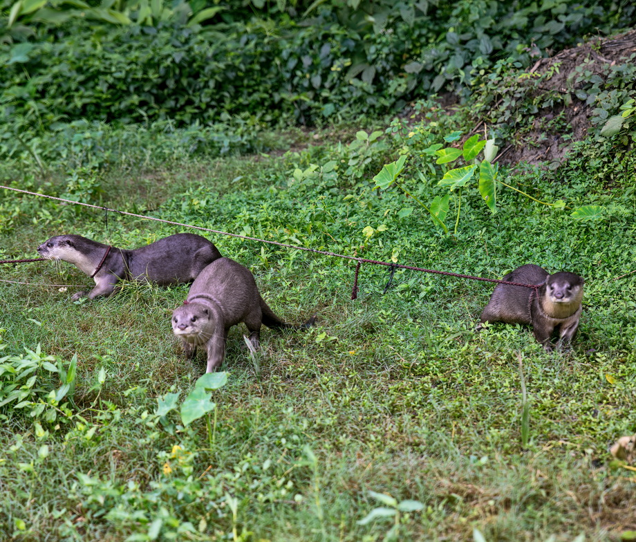 Otter Fishing in Bangladesh